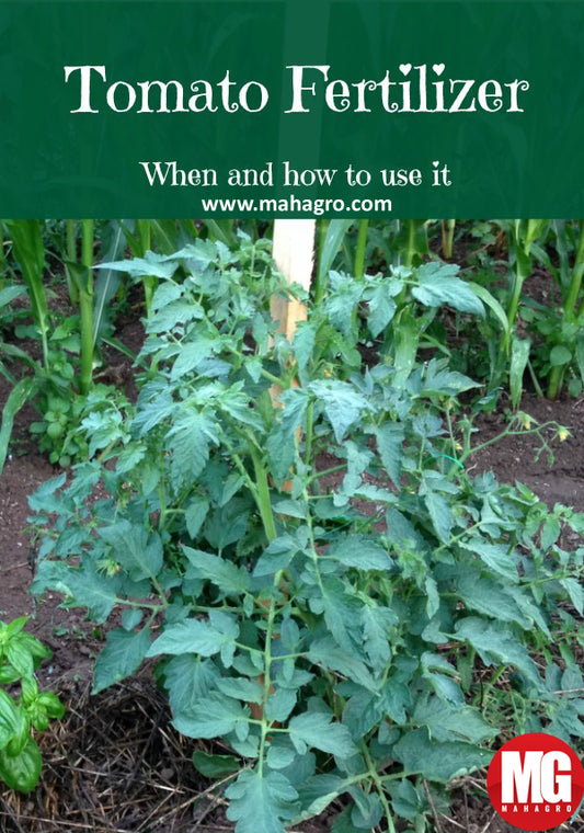 How to use tomato fertilizer?