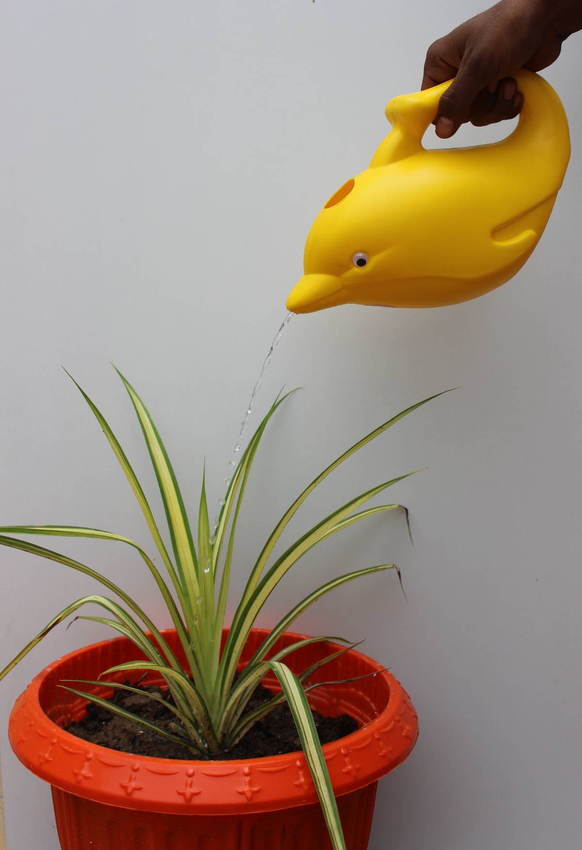 Dolphin Watering Can