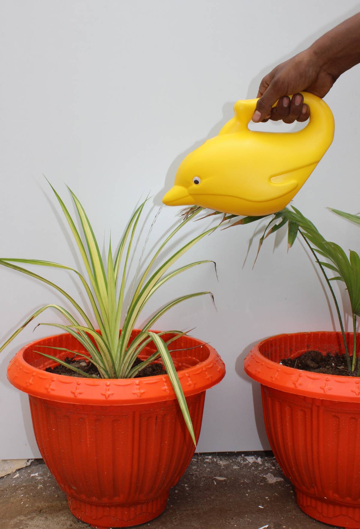 Dolphin Watering Can