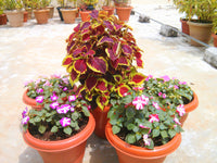 All Purpose Premium Potting Mix®- With Cocopeat & Organic Fertilizer-MahaGro- 10kg (Pack of 10 bags) - MahaGro™